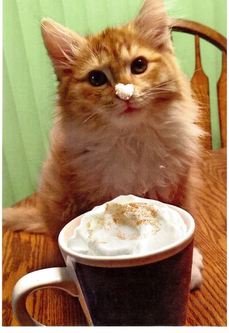 Cats Drinking Coffee, Cats And Coffee Funny, Cats Coffee, Cat With Coffee, Cat Drinking Coffee, Cat Drinking Tea, Coffee And Cats, Cat And Coffee, Coffee Cat