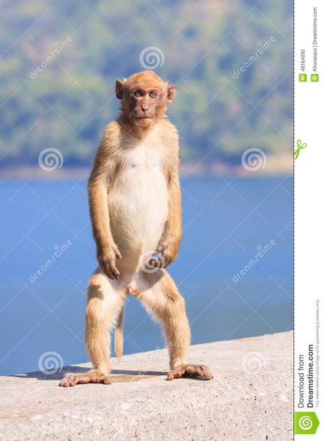 Male Natural Wild Rhesus Macaque Monkey ... Rhesus Macaque, Monkey Types, Monkey Pose, Macaque Monkey, Monkey Drawing, Beast Creature, Mandrill, Aye Aye, Celebrity Drawings