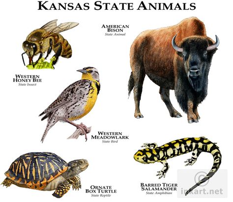 Fine art drawing of the official state animals of Kansas State Animals, Gaboon Viper, African Rainforest, The Amazon Rainforest, African Grey Parrot, Kansas State, Animal Species, Amazon Rainforest, Animal Facts