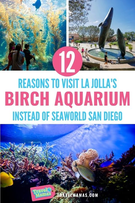 San Diego Aquarium, Birch Aquarium San Diego, San Diego Zoo Tips, Kids Aquarium, Sea World San Diego, San Diego With Kids, Birch Aquarium, Seaworld San Diego, Dreamy Places