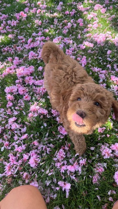 Doodle Puppy, Cute Animals Puppies, Very Cute Dogs, Really Cute Dogs, Fluffy Animals, Cute Animal Photos, Sweet Animals, Baby Dogs, Animal Photo