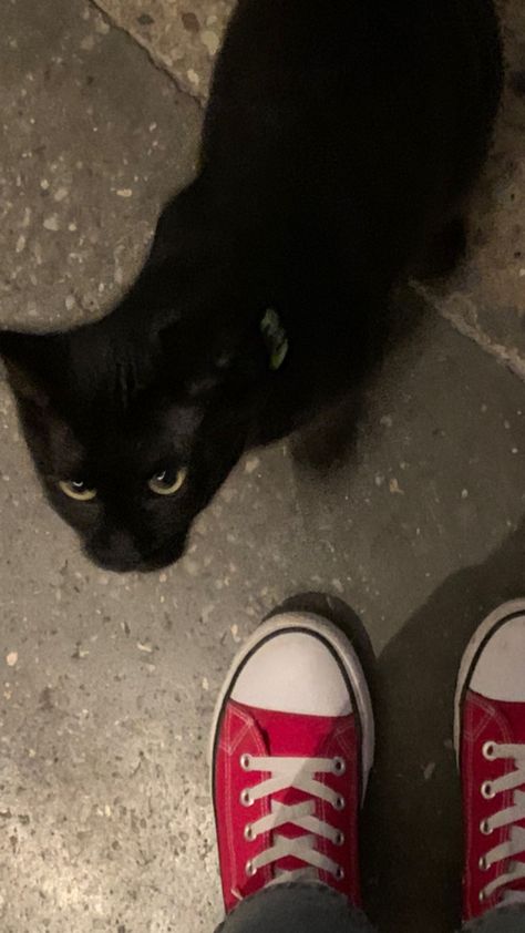 Red converse> ft cats. cuz i frikin loove cats Red Converse Aesthetic, Black Converse Aesthetic, Converse One Star Black, Converse Aesthetic, Red Converse, Star Black, Converse One Star, One Star, Chuck Taylor Sneakers