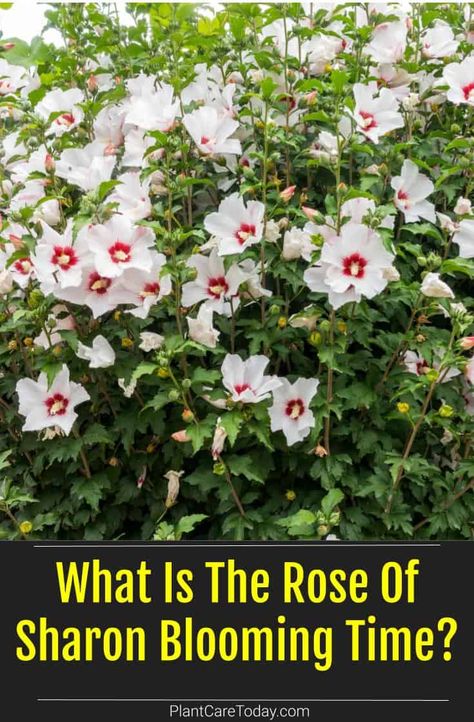 Purple Pillar Rose Of Sharon, Roses Of Sharon, Rose Of Sharon Bush In Landscaping, Rose Of Sharon Tree Landscape Ideas, Rose Of Sharon Hedge Fence, Rose Of Sharon Landscape Ideas, White Rose Of Sharon, Rose Of Sharon Tree, Rose Of Sharon Bush