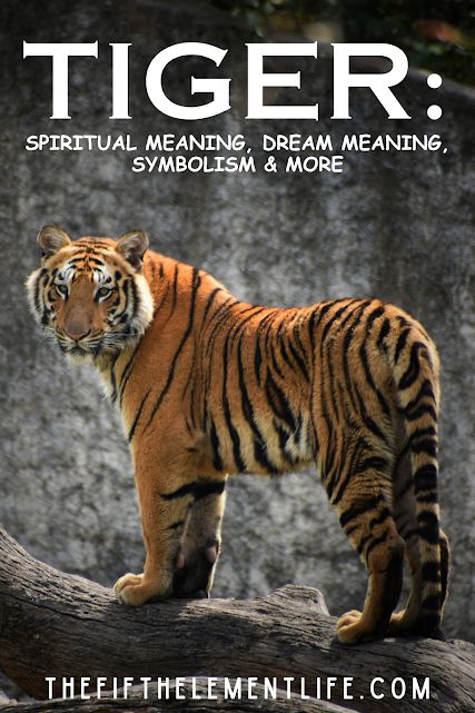 Tiger: Symbolism, Totem Animals Tiger Symbolism, Mystical Tiger, Tiger Totem, Totem Animals, Mystical Places, Collective Consciousness, Animal Symbolism, Deep Truths, Dream Meanings