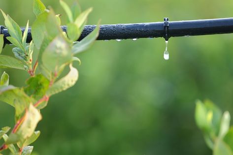 Wasatch Community Gardens | Salt Lake City, Utah - Drip Irrigation Drop Water, Blueberry Plant, Drip System, Drip Irrigation System, Fall Vegetables, Growing Strawberries, Water System, Evergreen Plants, Drip Irrigation