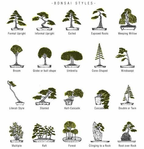 Bonsai styles! ✔️Follow our page to join our competition✔️ Have any questions then DM us We have Bonsai courses if you need help creating… Bonsai For Beginners, Bonsai Tree Types, Bonsai Tree Care, Bonsai Techniques, Indoor Bonsai Tree, Bonsai Styles, Mini Bonsai, Indoor Bonsai, Garden Types