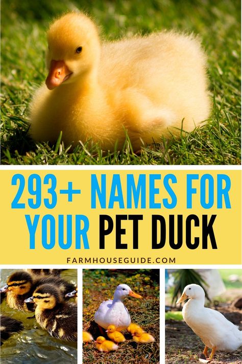 293+ perfect names for your pet duck. Whether you have one duck or 20, this list is a perfect way to find names for your ducklings, ducks and drakes! Life on the farm is not complete without a few ducks running around! #duck #ducks #farmhouseguide #ducknames #ducklings Funny Duck Names, Ducks Running, Ducks Coop, Animal Wallpaper Cute, Farming Aesthetic, Drawing Farm, Call Duck, Ducks Cute, Farm Life Aesthetic