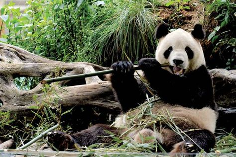 Food For Healthy Teeth, Article Layout, Panda Pictures, Panda Habitat, Panda Background, Panda Facts, Drawing Refrences, Cute Small Dogs, Forest Habitat