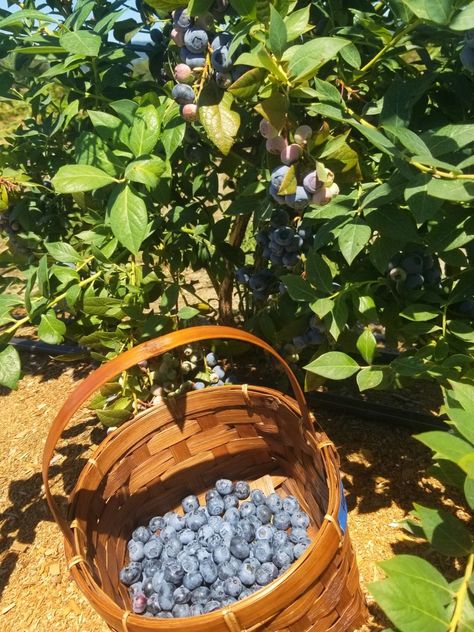 A wicker basket full of blueberries is beneath a blueberry bush, in the sunshine. Blueberry Basket, Picking Blueberries, Blue Fruit, Junk Food Snacks, Blue Fruits, Blueberry Muffin, Food Snacks, Summer Mood, Blue Berry Muffins