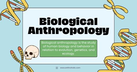 Biological anthropology is the academic study of human genetics, behavior, and adaptation. Physical Anthropology, Biological Anthropology, Human Genetics, Human Biology, Room Storage, The Study, Adaptation, Anthropology, Study Motivation