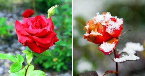 How to Overwinter Roses: A Gardener’s Guide - MelodyRepeat Pruning Roses, Rhubarb Plants, Rose Care, Overwintering, Types Of Roses, Winter Rose, Rose Trees, Growing Roses, Hybrid Tea Roses