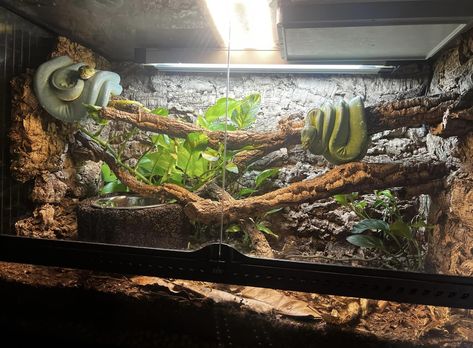 Reptile Terrarium Ideas Unique, Bioactive Snake Tank, Snake Terrarium Decor, Diy Snake Terrarium, Custom Snake Enclosures, Naturalistic Reptile Enclosure, Snake Inclosers, Ball Phyton Enclosure, Bioactive Corn Snake Enclosure