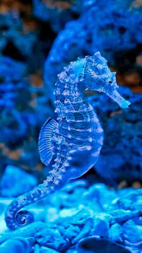 SeaHorse | Deep sea creatures, Beautiful sea creatures, Ocean animals Aesthetic Seahorse, Seahorse Aesthetic, Seahorse Photography, Drawing Seahorse, Mammals Animals, Seahorse Drawing, Tattoo Fish, Colorful Seahorse, Seahorse Tattoo