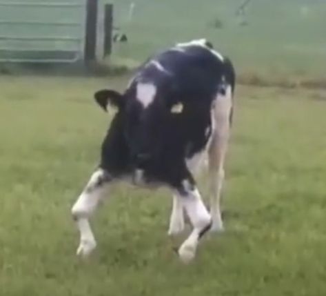 Cows Meme Hilarious, Cursed Cow Images, Cow Meme Funny, Cows Dancing, Cartoon Cow Face, Blow Dried Cow, Funny Cow Pictures, Human Cow, House Cow