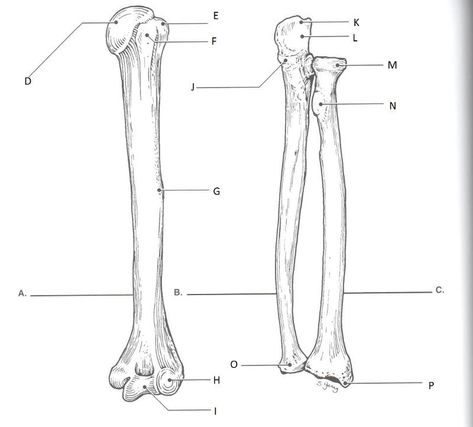 Radius And Ulna Anatomy, Ulna Anatomy, Ulna Bone, Skeletal System Anatomy, Radius And Ulna, Anatomy Education, Medical Terminology Study, Human Skeletal System, Human Skeleton Anatomy