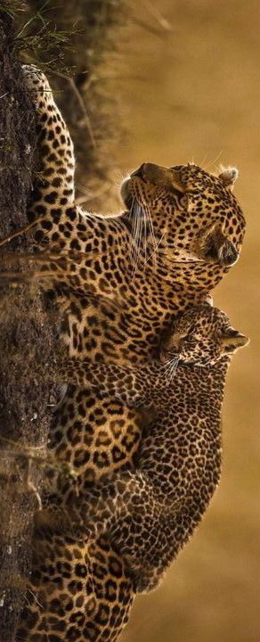 Big Cat Family, African Leopard, Small Wild Cats, Wildlife Paintings, Majestic Animals, Cat Photography, African Animals, Leopards, Animal Photo