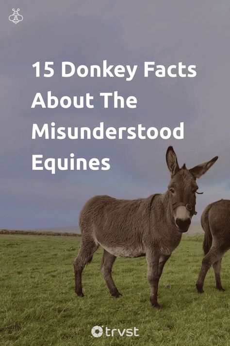 Unfurl fascinating donkey facts - in this post, you'll learn about unique traits, dwellings, eating habits, and their role in the world of therapy. Don't miss out on knowing the importance of preserving their species 🐴🌿 Take action, share, pin, and spread the word! #DonkeyFacts #ConservationMatters #AnimalTherapy #WildlifeEducation #NatureLovers Wild Kingdom, Therapy Animals, Fascinating Facts, The Donkey, Donkeys, Eating Habits, Take Action, Facts About, Fun Facts