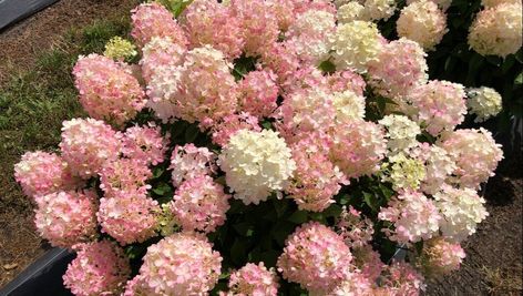 Firelight Tidbit Hydrangea, Tidbit Hydrangea, Firelight Hydrangea, Foundation Shrubs, Asparagus Strata, Hardy Hydrangea, Plants Wishlist, Hydrangea Tree, Rose Fertilizer