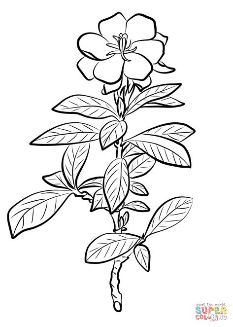 Dibujo de Gardenia Jasminoides para colorear | Dibujos para colorear imprimir gratis Painting A Flower, Gardenia Jasminoides, Kids Printable Coloring Pages, Printable Flower Coloring Pages, Flower Pedals, Pattern Coloring Pages, Flower Printable, Flower Coloring Pages, Free Printable Coloring