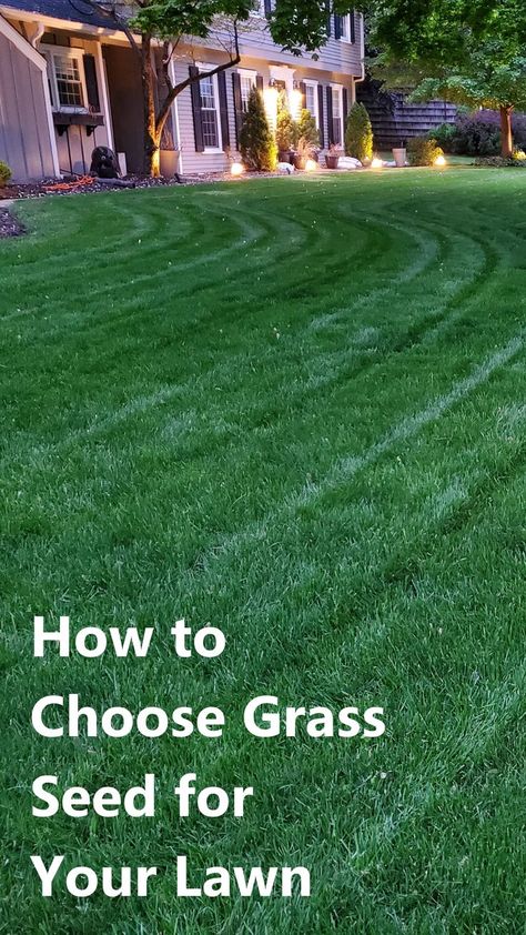 dark green lawn with stripes. Text overlaid: How to Choose Grass Seed for Your Lawn. Best Grass Seed Lawn, Lawn Grass Types, Different Types Of Grass, Grass Seed Types, Planting Grass Seed, Privacy Landscaping Backyard, Best Grass Seed, Lawn Renovation, Artificial Grass Garden