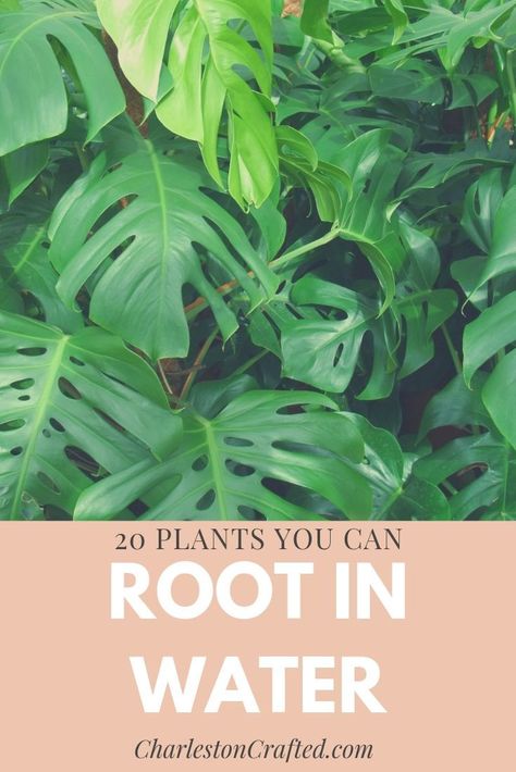 Grow From Cuttings, Houseplants Safe For Cats, Plants Grown In Water, Easy House Plants, Indoor Water Garden, Best Plants, Growing Plants Indoors, Starter Plants, House Plants Decor