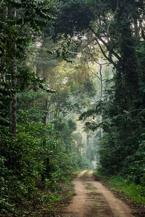 In search of the ‘village of the elephants’, deep in the central African rainforest | Financial Times Congo Rainforest, African Rainforest, African Forest, African Nature, Lush Rainforest, Collage Fashion, African Jungle, African Architecture, Jungle House