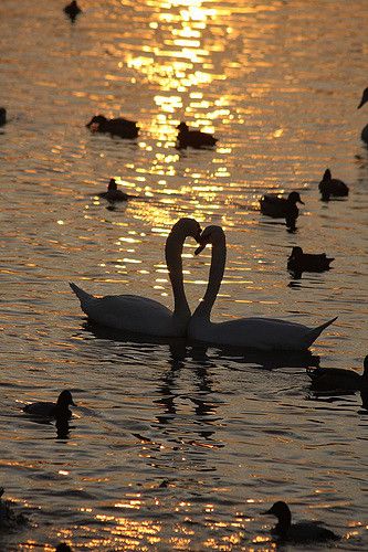 https://flic.kr/p/3Qyx14 | mute swans making a heart at sunset at welney | Swan and sunset at Welney, UK. No post processing at all. Swans Making A Heart, Swans Aesthetic, Diy Watercolor Cards, Swan Wallpaper, Dream Dates, Mute Swan, Ethereal Aesthetic, Gold Aesthetic, Swan Lake