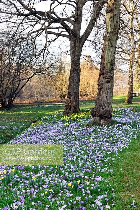 Naturalised Crocus tommasinianus and Narcissus Pseudonarcissus at Savill gardens Windsor Crocus In Lawn, Crocus Garden Ideas, Crocus Lawn, Narcissus Pseudonarcissus, Garden Shapes, Garden Renovation, Spring Scenery, Open Garden, Grass Garden