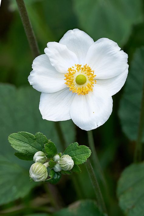 Japanese Anemone White, Autumn Anemones, Anenome Flower, Anemone Japonica, White Anemone Flower, Wood Anemone, Hollyhocks Flowers, Japanese Anemone, Anemone Flowers