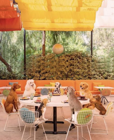 Palm Springs Patio, Dog Marketing, Therapy Dog Training, Parker Palm Springs, Dog Grooming Salons, Dog Friendly Hotels, Dog Hotel, Dog Cafe, Gray Malin