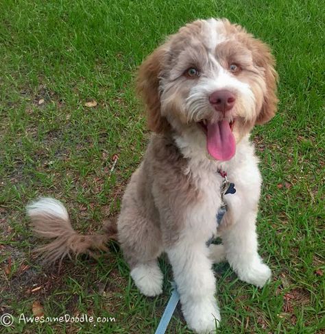 Brady is a gorgeous red bi-color AussieDoodle with tons of white. What a beautiful little guy.  Congratulations to Dave, Mary Beth, and Brooke in Florida. Red Merle Aussiedoodle, Merle Aussiedoodle, Aussie Doodle Puppy, Aussie Doodle, Miniature Australian Shepherd, Puppy Time, Sugar Bears, Girls Fur, Doodle Puppy