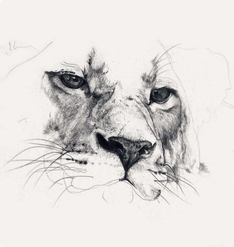 Lion Sketch, Kunst Tattoos, Pencil Drawings Of Animals, Lion Drawing, Lion Tattoo Design, Charcoal Art, Tiger Art, Tattoo Art Drawings, Dark Art Drawings