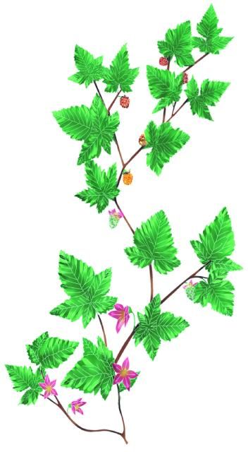 My tattoo!  Colourful Salmon berries, with flowers, young berries, and full berries! Salmon Berry Tattoo, Salmon Berries, Tattoo Colourful, Salmon Berry, Blossom Tattoo, My Tattoo, Tattoo Art, I Tattoo, Card Ideas