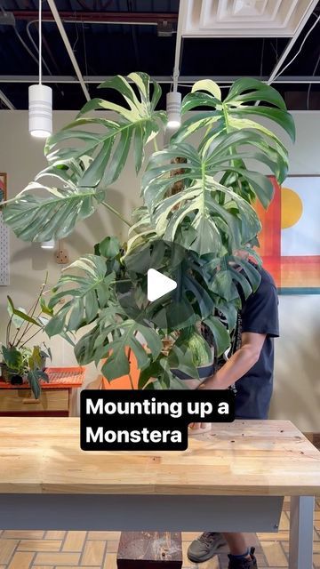 Tyler Cichonski on Instagram: "I’m very excited to share part of a project I’ve been working on since November. This Monstera mint and 3 other towers will be on display starting next month. Stay tuned for more details. This design is a working prototype that I’ll be adapting for production in the fall. I built it extra strong to support my biggest plants. I left the vertical supports raw so that the roots will latch onto them. The combo of raw wood + a clear moss pole has been giving me better results than either alone. It makes sense considering these climb on trees. #plants #monstera #monsteramint #aroids #houseplants #plantsofinstagram" Climbing Monstera Plant, Monstera Climbing Wall, Monstera Plant Stand, Monstera Plant Support, Plants Monstera, Moss Pole, Tall Planters, Big Plants, Monstera Plant