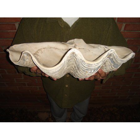 Giant 22" Clam Shell Tridacna Gigas Clamshell White and Gray Seashell - Walmart.com Seashore Decor, Giant Clam Shell, Giant Clam, Shower Fixtures, Shower Faucet Sets, Shell Decor, Rain Shower Head, Clam Shell, Rain Shower