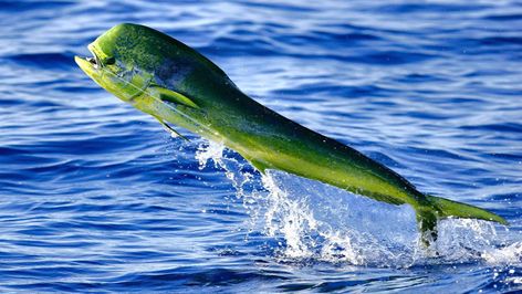 Catching and Preparing Mahi Mahi Important, when we are talking about Mahi Mahi fish, we are talking about the Mahi fish, unrelated to the marine mammal bottlenose dolphin. It's known by most people from their Hawaiian name, Mahi Mahi. But also their Pacific coast name Dorado or Cryphaena Hippurus and better known in Beautiful Fishes, Pesca In Mare, Creature Marine, Dolphin Fish, Fauna Marina, Beautiful Sea Creatures, Underwater Creatures, Underwater Life, Water Life