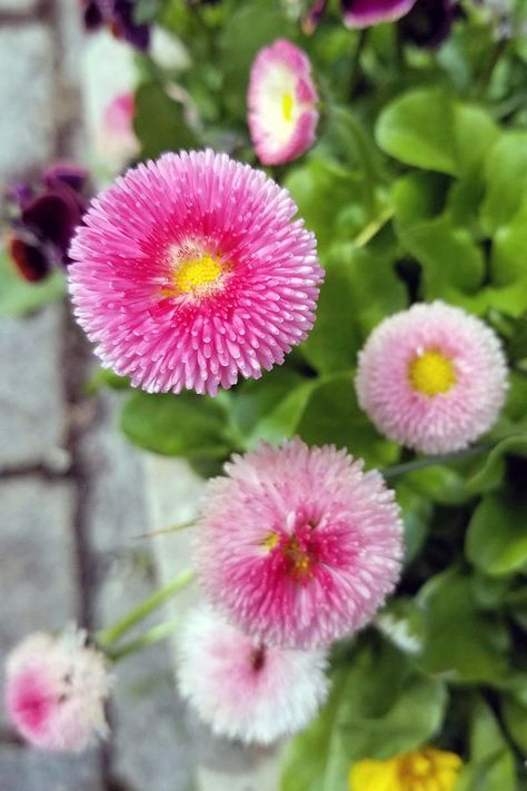 How to Grow English Daisies (Bellis perennis) | Gardener’s Path English Daisy Perennials, Bellis Flower, British Plants, English Daisies, English Daisy, Landscaping Shrubs, Flower Guide, Backyard Diy, Shade Perennials