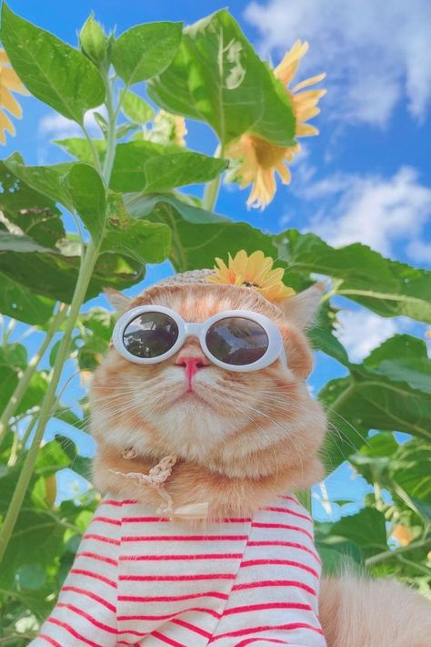 A cute cat having a cool day Hp Gaming, Friends Talking, Cat Wallpapers, Health Insurance Coverage, Insurance Coverage, Have A Nice Day, Health Insurance, Nice Day, Ram