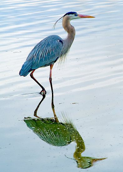 La garza azul (Ardea herodia) es una de las garzas más grande, se distribuye en la mayor parte de Norteamérica, el caribe y parte del norte de Sudamérica. Birds Preschool, Birds Quotes, Audobon Birds, Birds Sketch, Fall Birds, Toucan Birds, Birds Craft, Birds Feeder, Tattoo Birds