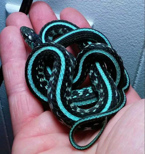 Cool Pet Snakes, Snake Breeds, Snake Pictures, Wild Snake, Cute Snakes, Cool Snakes, Small Snake, Pretty Snakes, Colorful Snakes