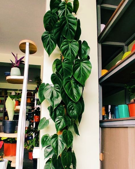 🌿💚 Imagine a home filled with the lush, heart-shaped leaves of the Heart Leaf Philodendron. This plant not only enhances your decor but also purifies the air, making your space healthier and more vibrant. Bring one home today and feel the difference! 🌱✨ #HeartLeafPhilodendron #HealthyLiving #greenHome #Montanaplantstudio