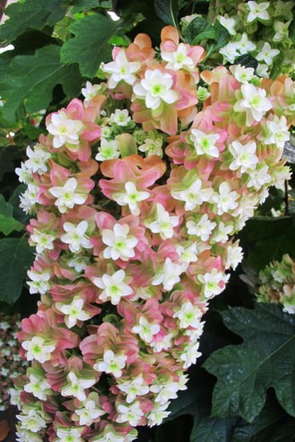 Hydrangea Snowflake, Hydrangea Petiolaris, Hydrangea Varieties, Soil Type, Tattoo Plant, Hydrangea Quercifolia, Preserved Hydrangea, Oakleaf Hydrangea, Hardiness Zones