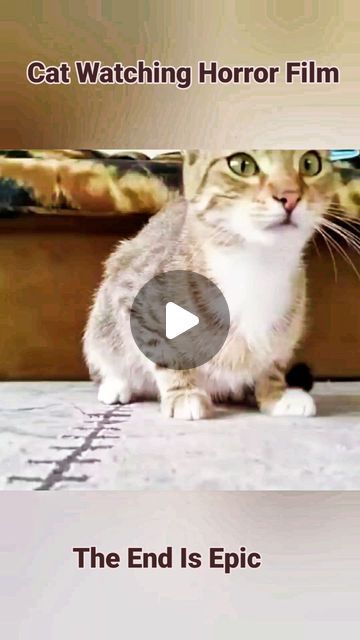 XBookInstaTube on Instagram: "Hilarious expressions of a cat watching the horror film ..the end is epic  Credits: RM Videos   #catwatchingtv #cat #cutecat #funnycat #catlovers #catfun #catfunny" Funny Talking Cats, Hilarious Cat Videos, Cat Animation Gif, Crazy Cats Videos, Ugly Kitten, Funny Cat Videos Can't Stop Laughing, Funny Cat Videos Hilarious, Cat Videos Hilarious, Cute Cat Videos Funny