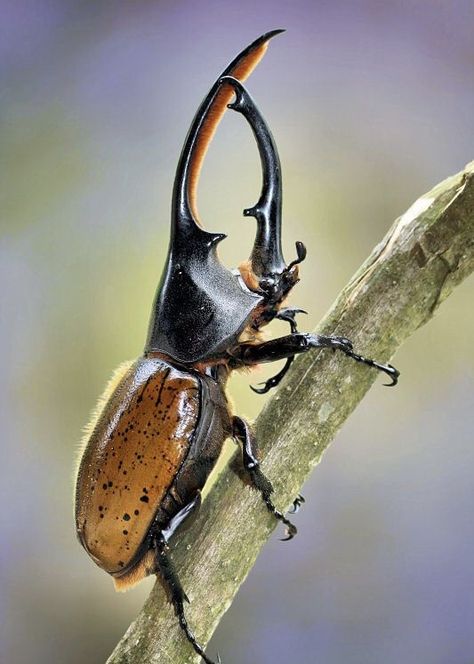 Hercules Beetle (Dynastes hercules) Peru Beetle Photo, Best Nature Photos, Beetle Drawing, Rhinoceros Beetle, Hercules Beetle, Rhino Beetle, Insect Photos, Beetle Art, Cool Insects