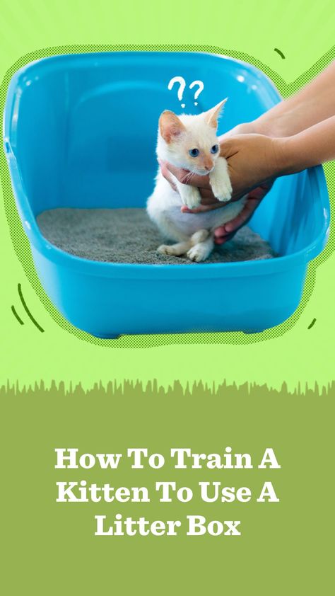 When it comes to training your kitten to use a litter box, you really don’t have to do much. A vet explains how this is possible. Litter Box Training Kittens, Litter Training Kittens, Training A Kitten, Best Litter Box, Cat Health Problems, Best Cat Litter, Getting A Kitten, Cleaning Litter Box, Potty Train