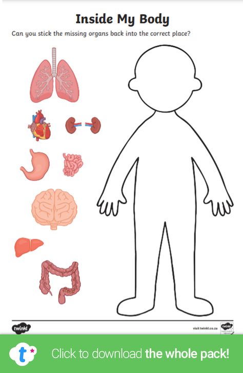 Explore the human body with this informative worksheet! Children can cut the different human body organs and put them in the right place on the body template - answer sheet included! Click to download and find more 'My Body' teaching resources over on the Twinkl website. #humanbody #mybody #organs #teachingresources #teachingideas #biology #twinkl #twinklresources #parents #homeschooling #homeeducation #worksheet Organs Activities For Preschool, Human Body Craft For Preschoolers, Human Body Craft Preschool, Human Body Worksheets Free Printable, My Body Kids Activities, Our Body Activities For Preschool, Inside My Body Preschool, Human Body Math Activities, Human Body For Preschool