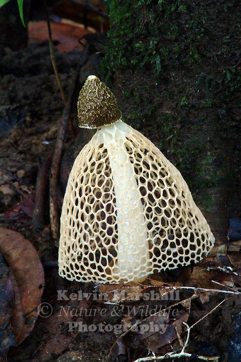 Veil Mushroom, Mushroom Skirt, Veiled Lady, Mushroom Identification, Mushroom Pictures, Lichen Moss, Slime Mould, Australian Flora, Mushroom Fungi