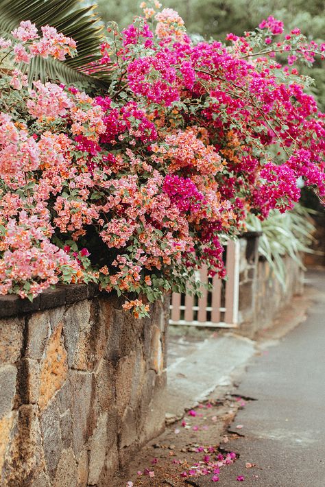 Bougainvillea Flower, Lodge Style Home, Flower Pots Outdoor, Lodge Style, Happy Flowers, Iron Gate, Beautiful Landscape Wallpaper, Flowering Vines, Bougainvillea