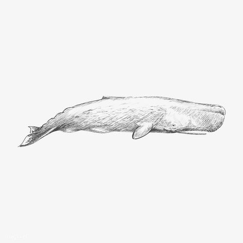 Sperm Whale Drawing, Sperm Whale Tattoo, Drawings For Journal, Sperm Whale Art, Liam Tattoo, Pier Ideas, November Tattoo, Whale Sketch, Beaked Whale