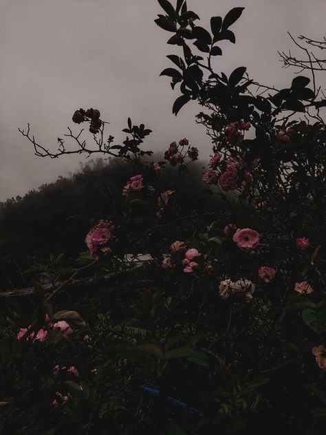 Dark Forest Spirit Aesthetic, Black Vibe Aesthetic, Gloomy Nature, Emma Vanity, Wilted Flowers, Dark Forest Aesthetic, Forest Spirit, Misty Forest, Flower Landscape